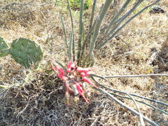 Euphorbia tithymaloides
