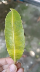 Mangifera