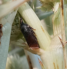 Membracidae