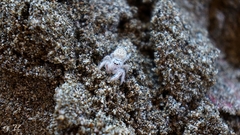 Paraphidippus