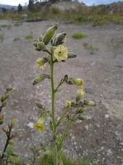 Nicotiana rustica
