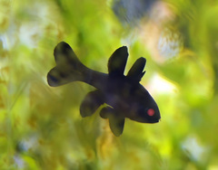 Apogonichthyoides melas