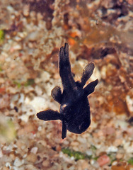 Apogonichthyoides melas