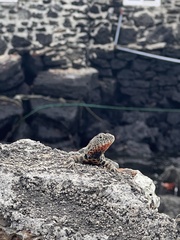 Microlophus indefatigabilis