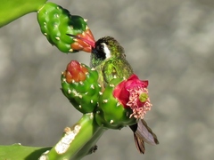 Basilinna xantusii