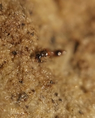 Staphylinidae