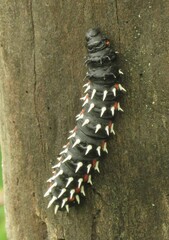 Bunaea alcinoe