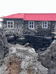 Microlophus indefatigabilis