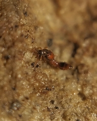 Staphylinidae