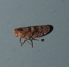 Catonia