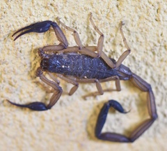Centruroides edwardsii