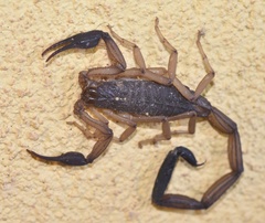 Centruroides edwardsii