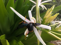 Xylocopa flavorufa