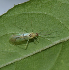 Paraproba fasciolata