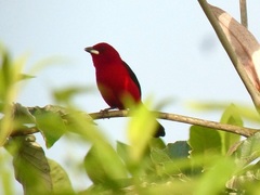 Ramphocelus bresilius