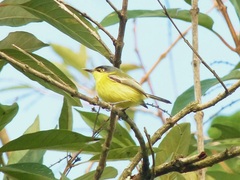 Todirostrum poliocephalum