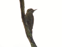 Dryobates spilogaster