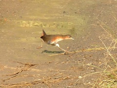 Laterallus melanophaius