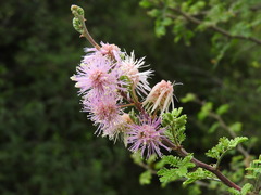 Mimosa monancistra