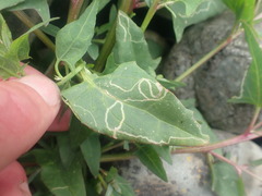 Liriomyza chenopodii