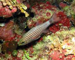 Cheilodipterus macrodon