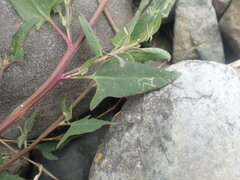 Liriomyza chenopodii