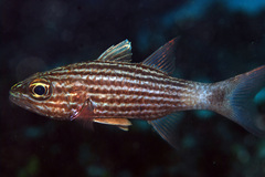 Cheilodipterus macrodon