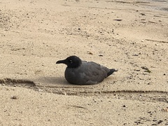 Leucophaeus fuliginosus