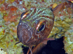 Cheilodipterus macrodon