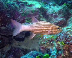 Cheilodipterus macrodon