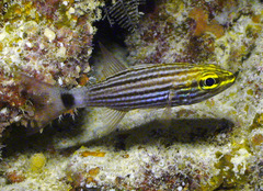 Cheilodipterus macrodon