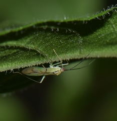 Paraproba fasciolata