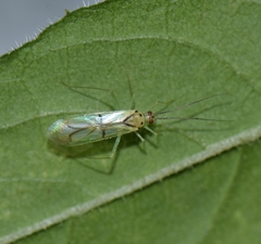 Paraproba fasciolata