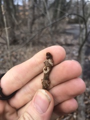 Phellodendron amurense