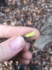 Phellodendron amurense