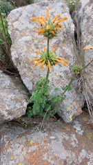Leonotis ocymifolia
