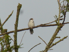 Sporophila leucoptera