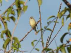 Elaenia flavogaster