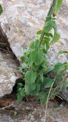 Leonotis ocymifolia