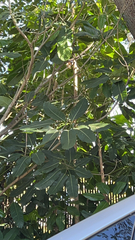 Ficus subpisocarpa