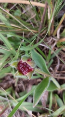 Delosperma sutherlandii