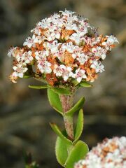 Crassula undulata