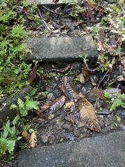 Micrurus nigrocinctus