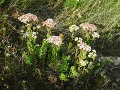 Crassula undulata