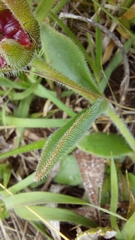 Delosperma sutherlandii
