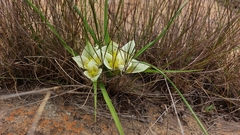 Colchicum striatum