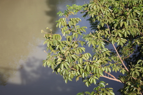 Pterocarpus santalinoides
