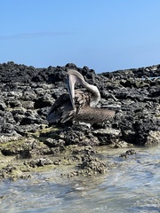 Pelecanus occidentalis urinator
