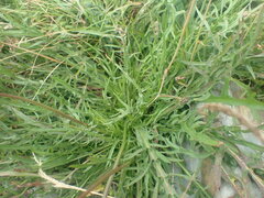 Crepis setosa