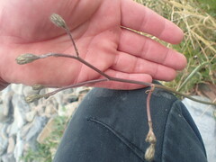 Crepis setosa